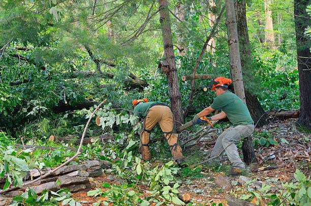 Seasonal Cleanup (Spring/Fall)